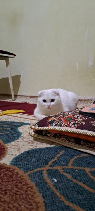 Белый пантера / скоттиш фолд