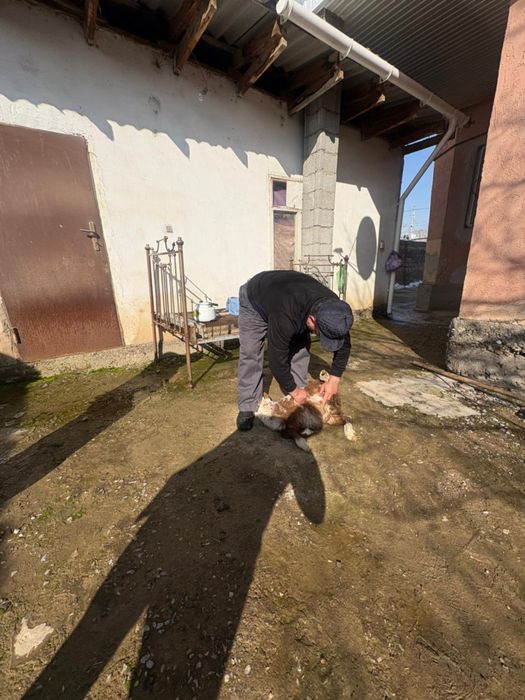 Ветеринар на выезд