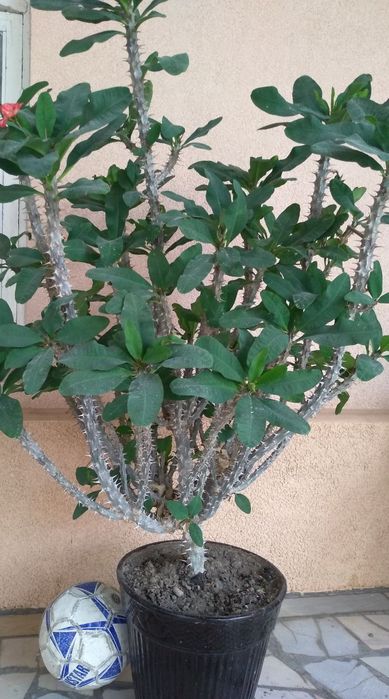 комнатные растения/  xonaki gullar