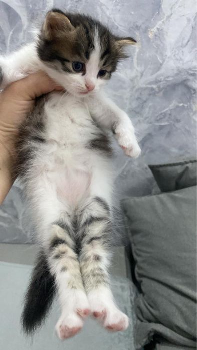 Котенок мальчик отдам