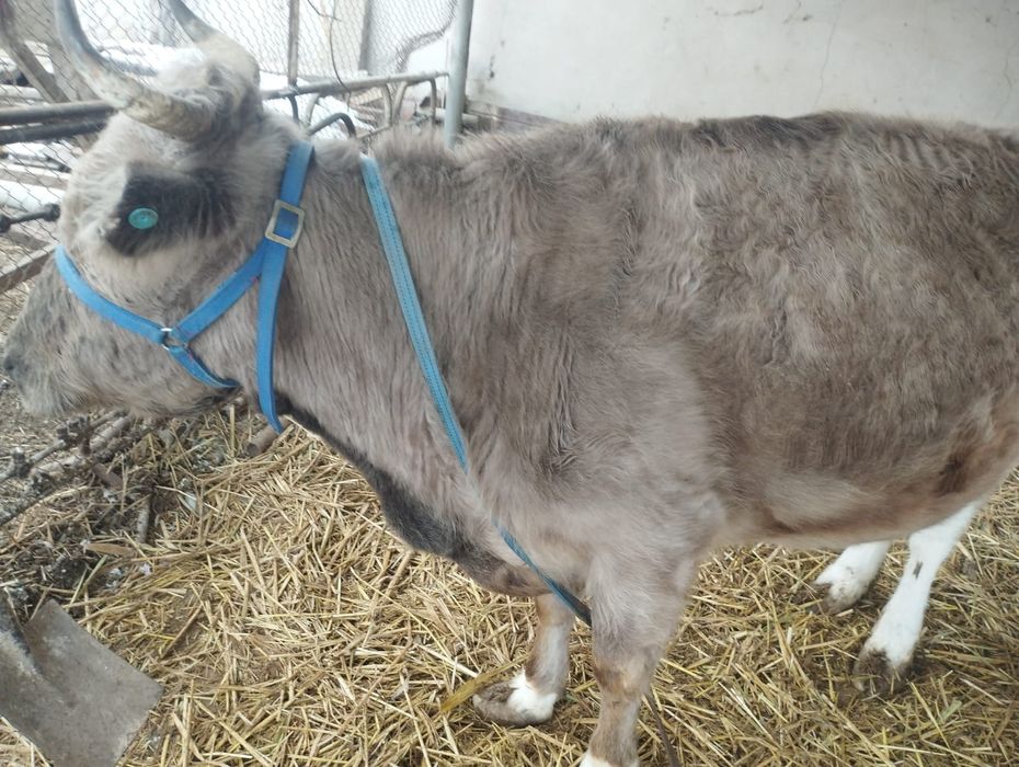 Қысыр сиыр сатылады