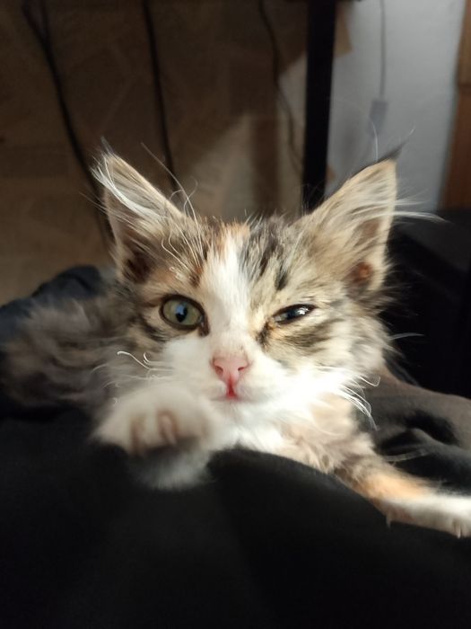 Отдам котенка девочку