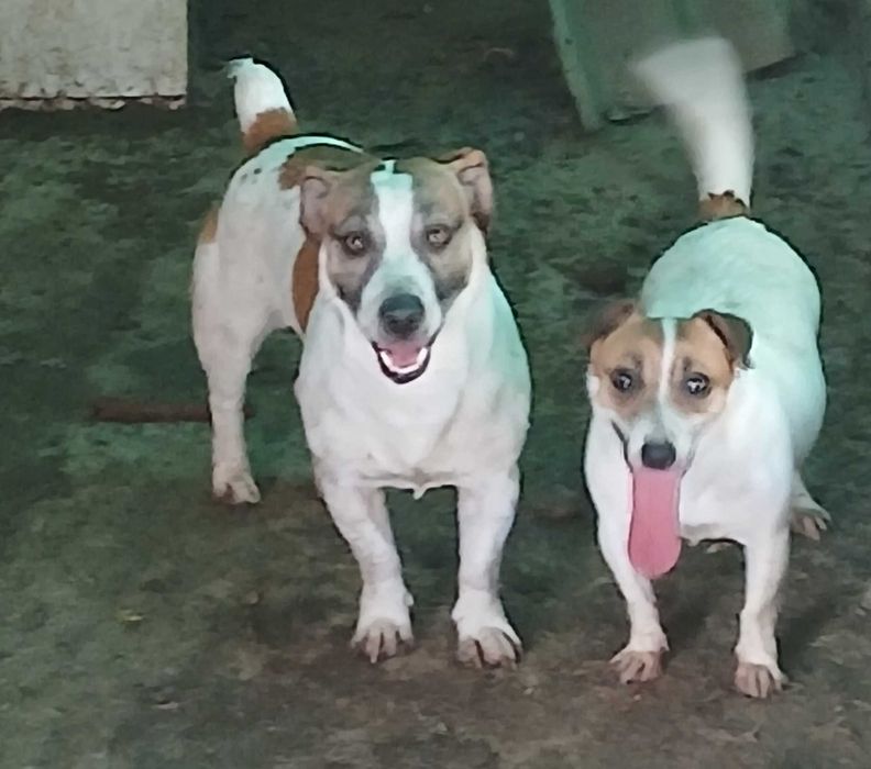 Джак ръсел. Три месечни ваксинирани. 300 лв