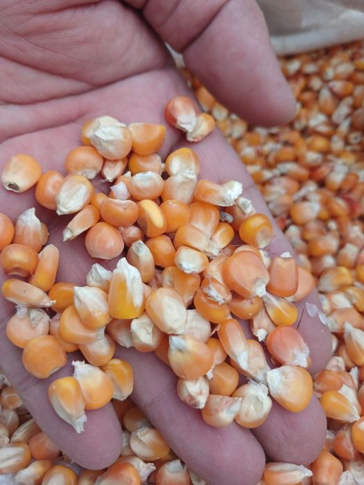 Вингерка маккажўхори уруғи сотилади