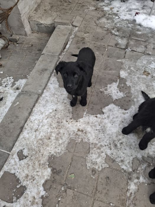 Щенки помесь овчарка и лабрадор