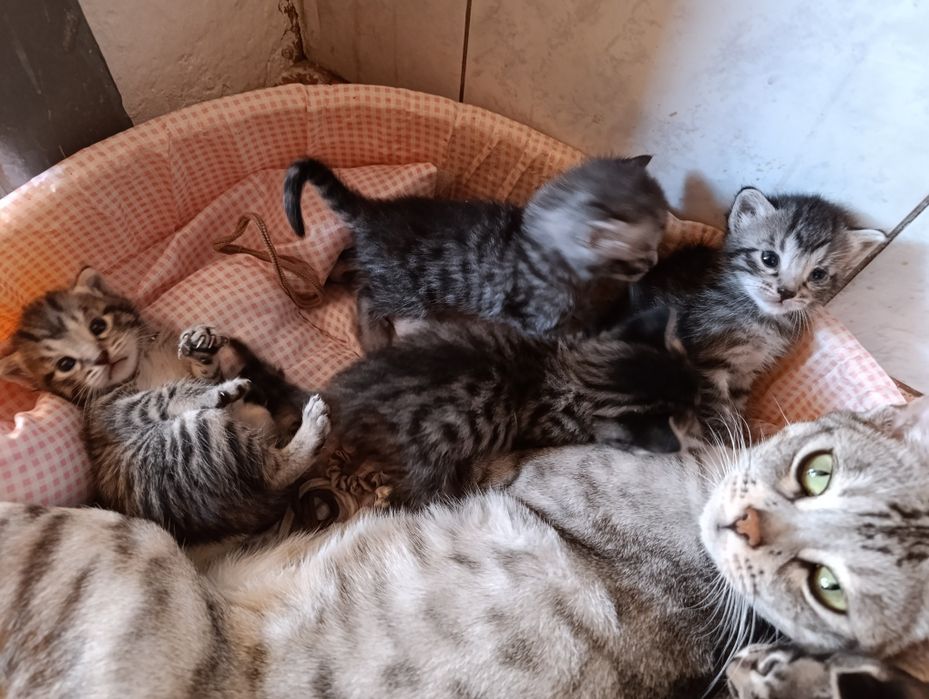 Продаються бенгальские котята