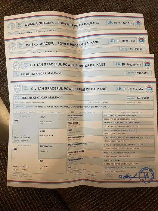 МАЛИНОА - белгийска овчарка