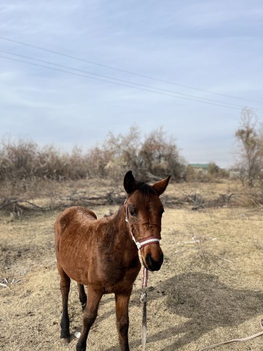Жабагылар сатылады