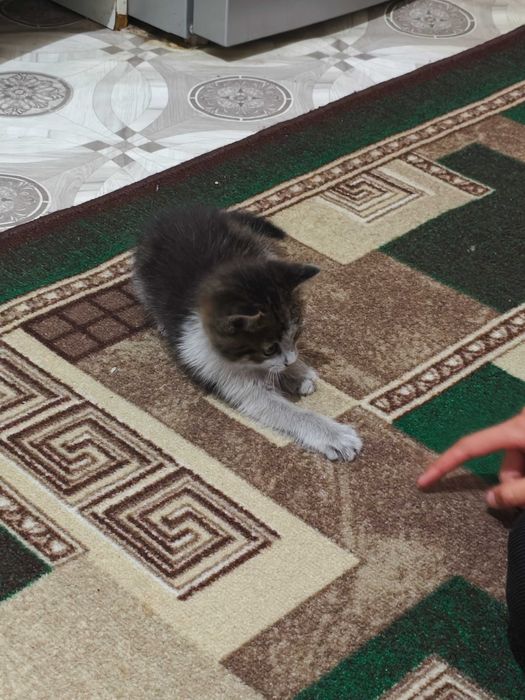 Котенок в хорошие руки