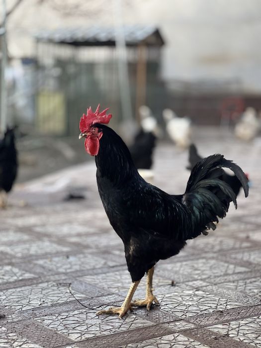 Qora shahzoda tovuq va horozlari