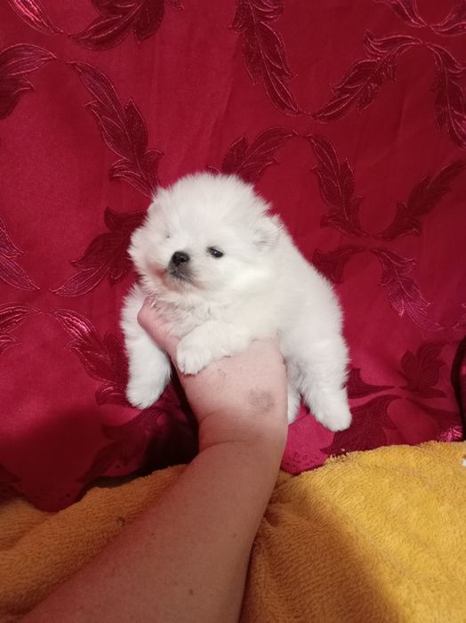 Продам щенков шпица