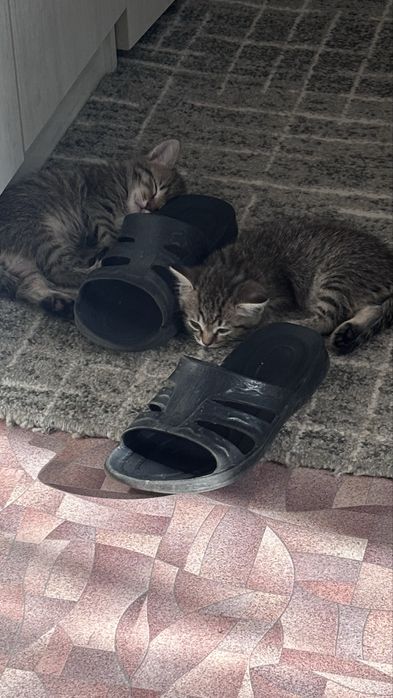 Котята отдам хорошие
