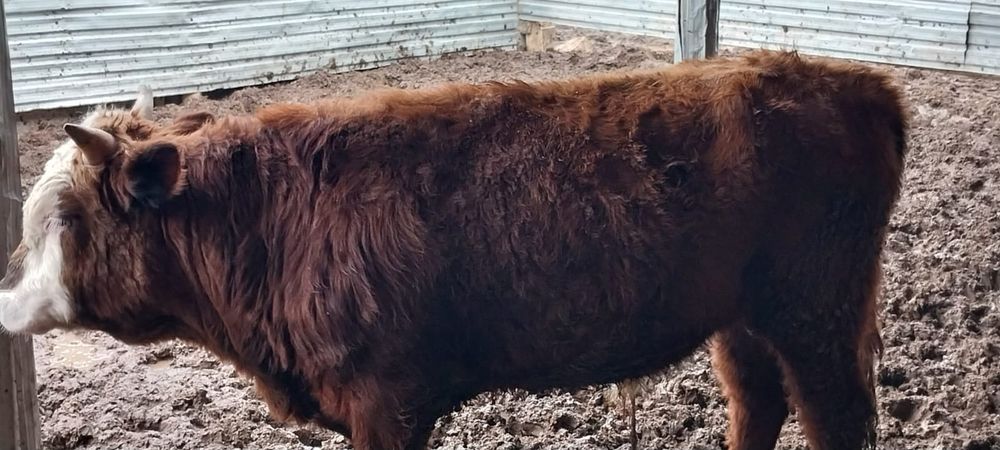 Буқа полтарашка сатылады