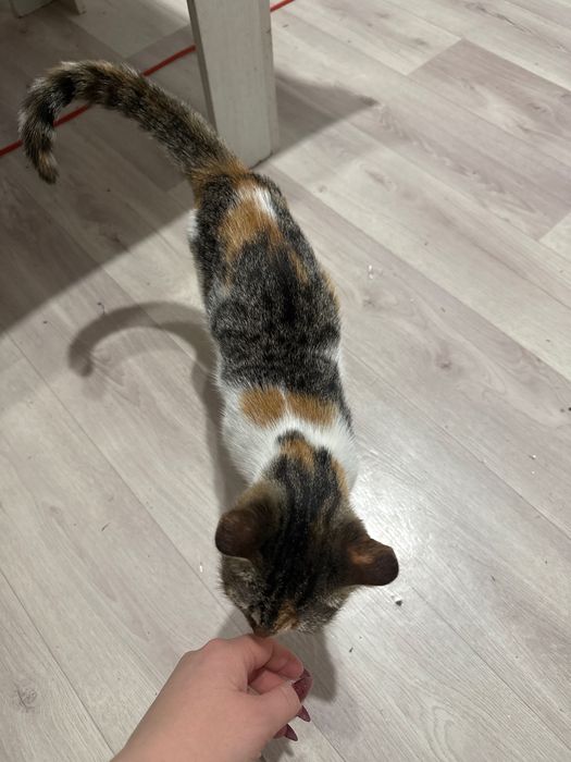 Отдам котенка в добрые руки!