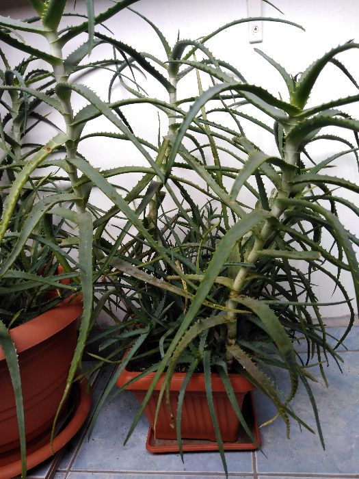 Plante inradacinate Aloe Arborescens (varietate superioara de Aloe)