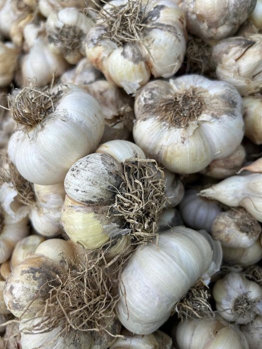 Adevaratul usturoi romanesc - COPĂLĂU