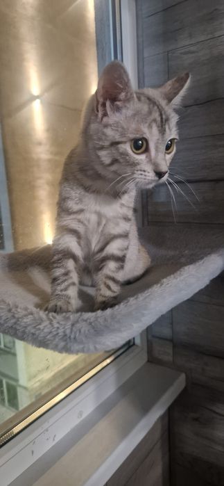 Котенок в добрые руки