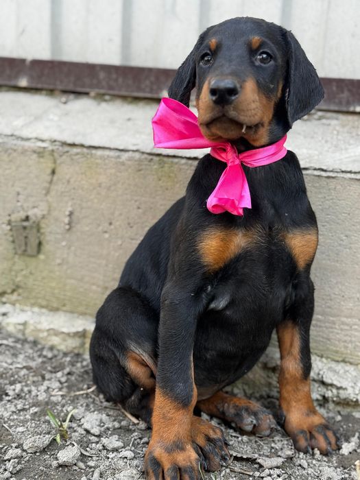 Срочно! Щенки добермана