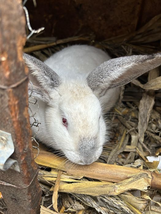 Vand iepuri de rasa!