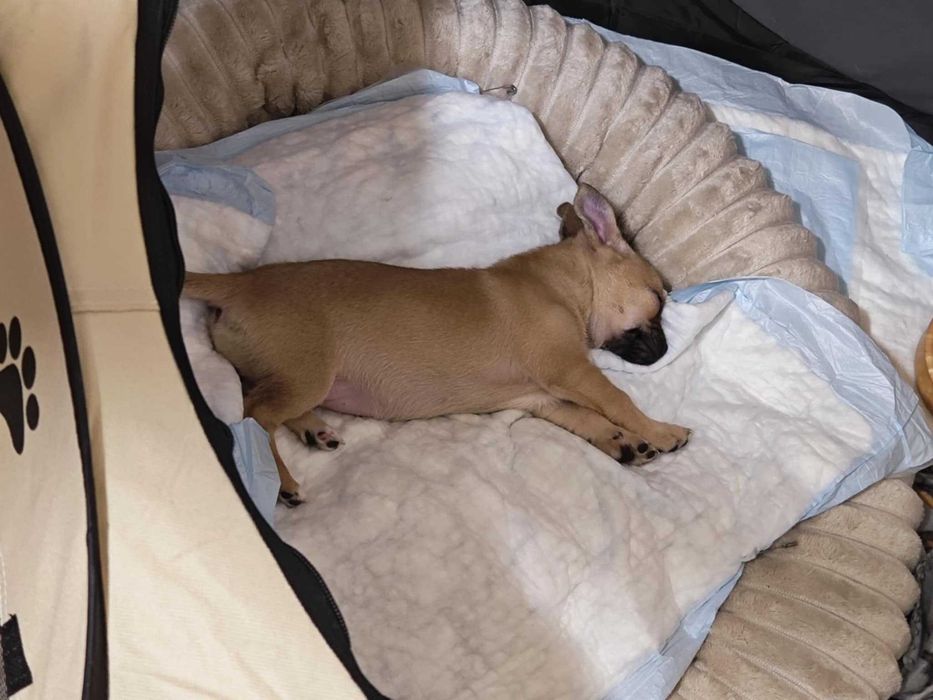 Чихуахуа момиче на 3 месеца