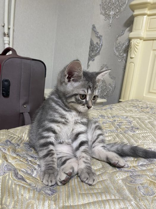 Ищем семью для милого котенка
