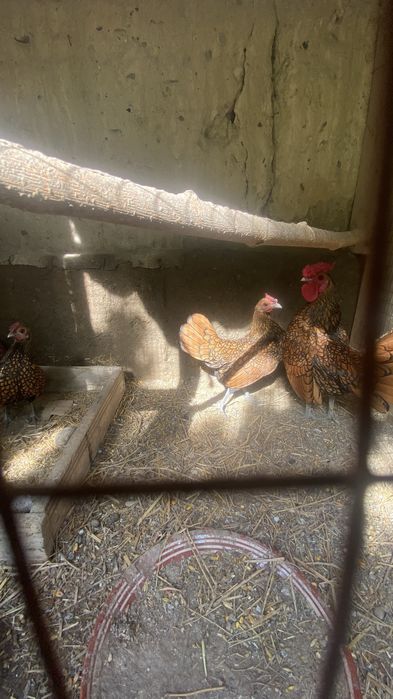 Sibray tuxum 10.000 dan