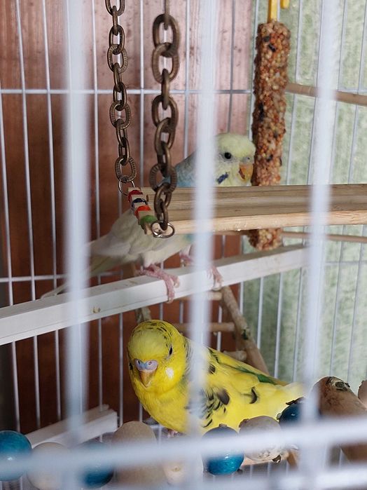 Волнистый попугай