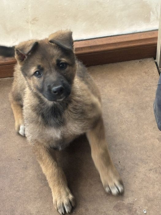 Отдам щенят в добрые руки