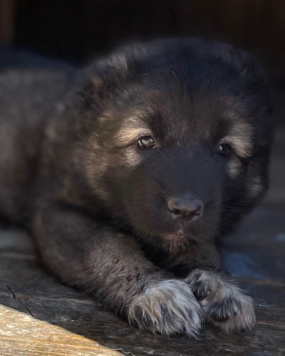 Щенки кавказской овчарки