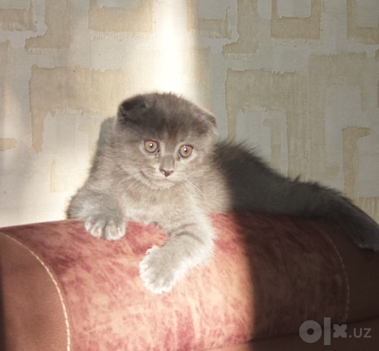 Продаются котята британские вислоухие