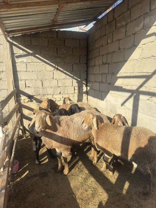 Куйлар Арзон нархда сотилади