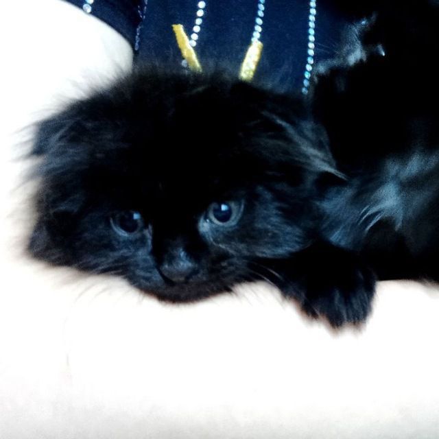 Scottish Fold uy mushuklari