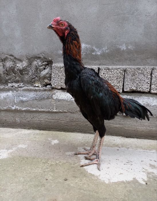 Dakan xoroz sotiladi