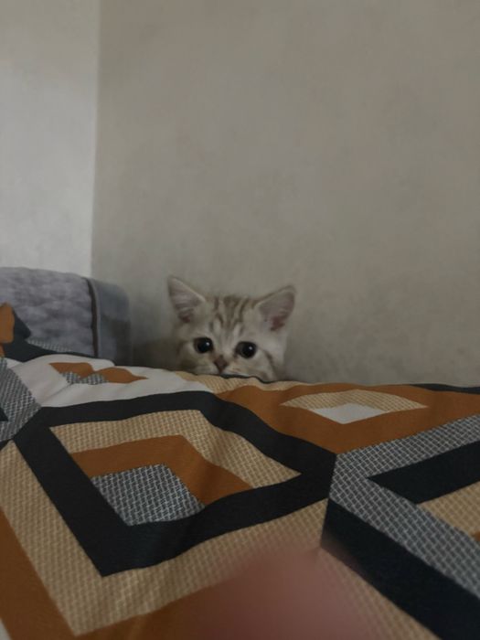 Котенок 3 месяцев