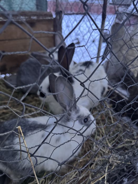 Pereche iepuri pentru reproductie sau sacrificat