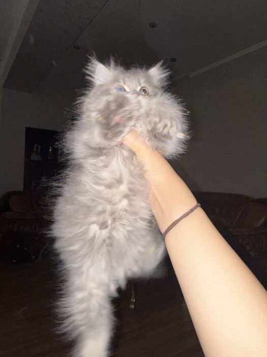 котенок(британец длинношерстный цена договорная