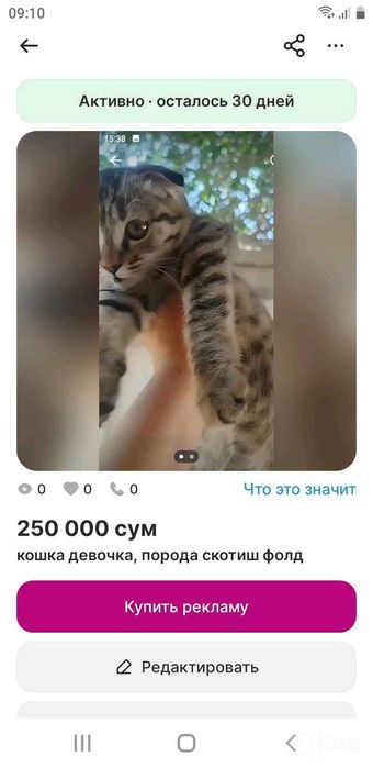 Кошка 6 месяцев, порода скотиш фолд