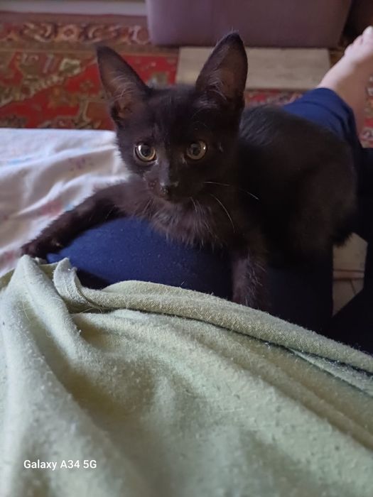 Отдам котенка в добрые руки