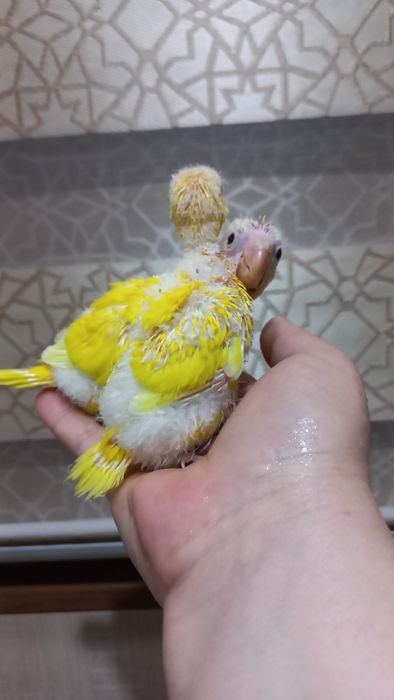 Продаются птенцы Какарика