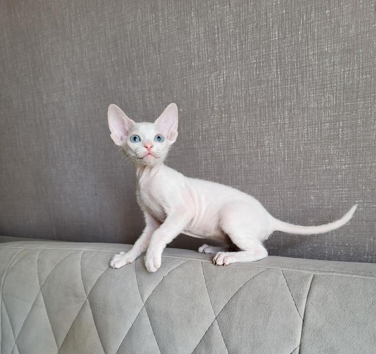 Детки Донские Сфинксы.