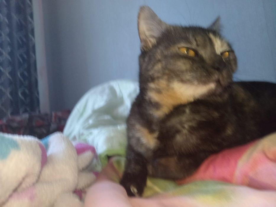 Отдам кошечку в хорошие добрые руки