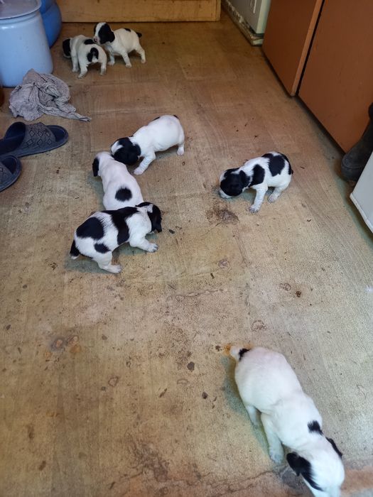 Щенки русский спаниэль