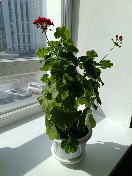 Продам комнатные цветы Пеларгония(Герань)