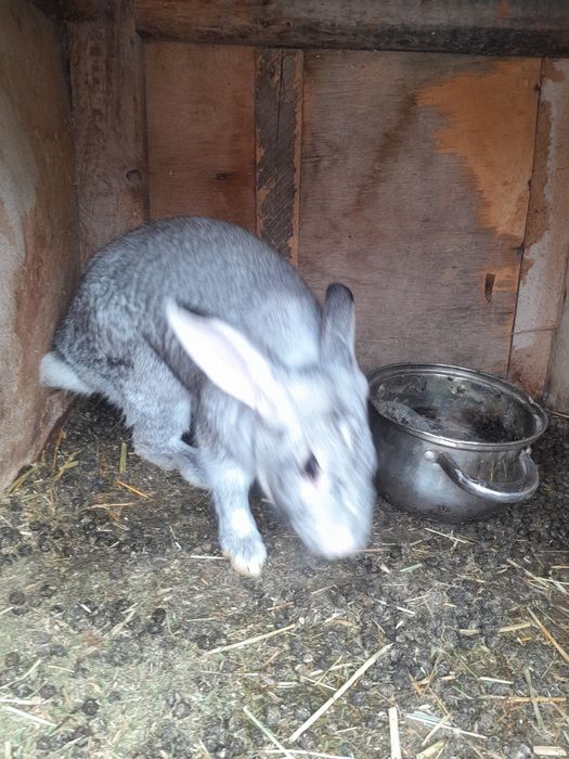 Кролик хороший кушает хорошо