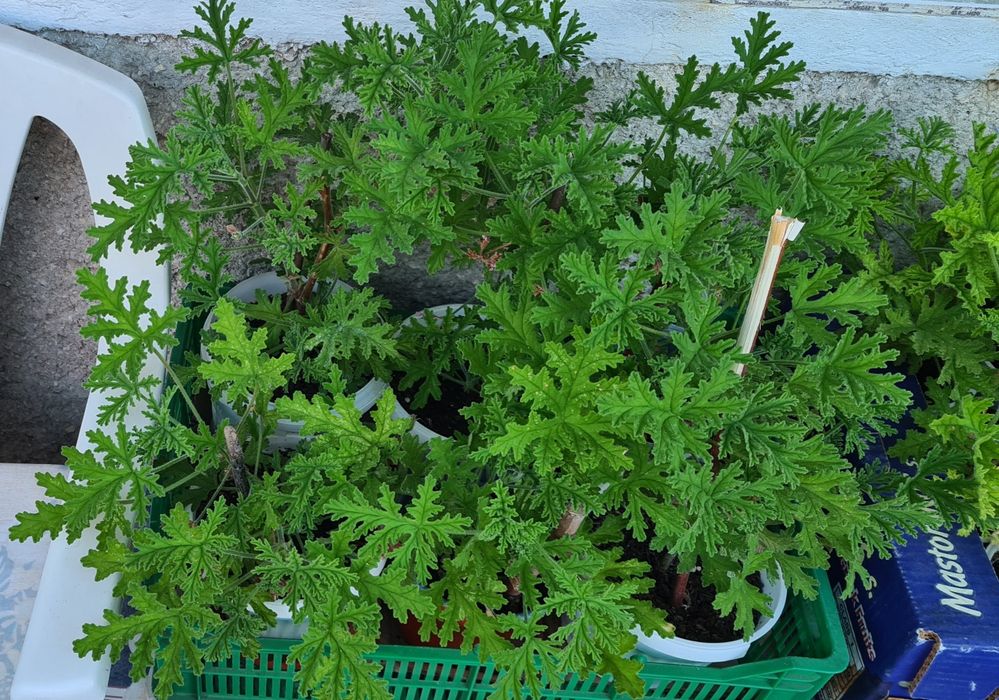 Индрише, красиво, ароматно!