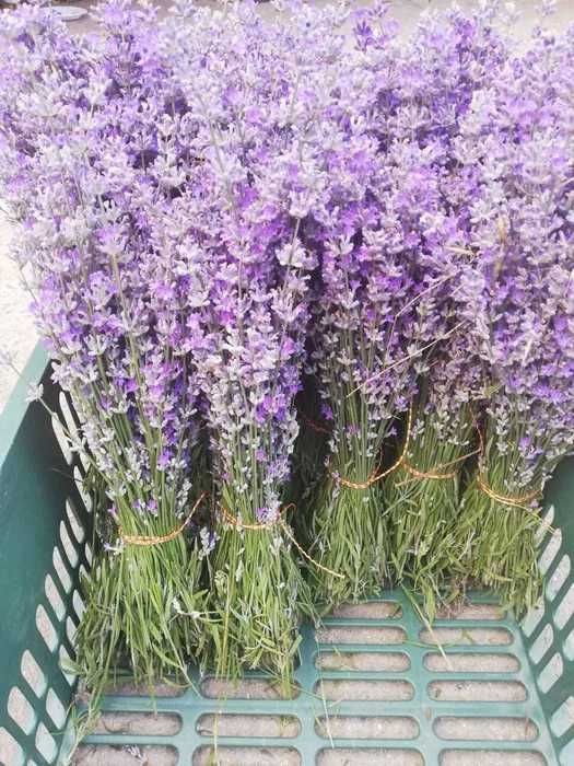 Buchete, sapun cu lavanda, sirop de lavanda, lumanari, saculeti cu lav