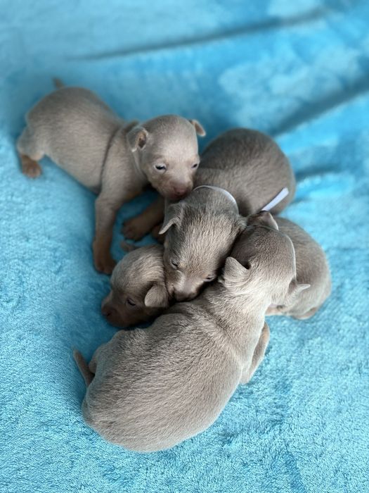 Той-терьер щенки с документами