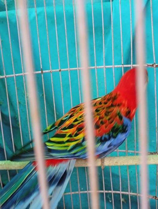 Papagali     Nimfe    si     Rosela.