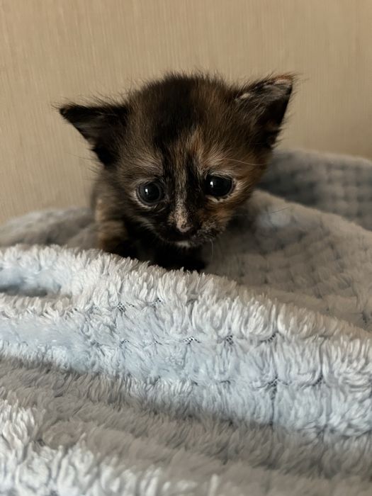Котята 1 мес в добрые руки