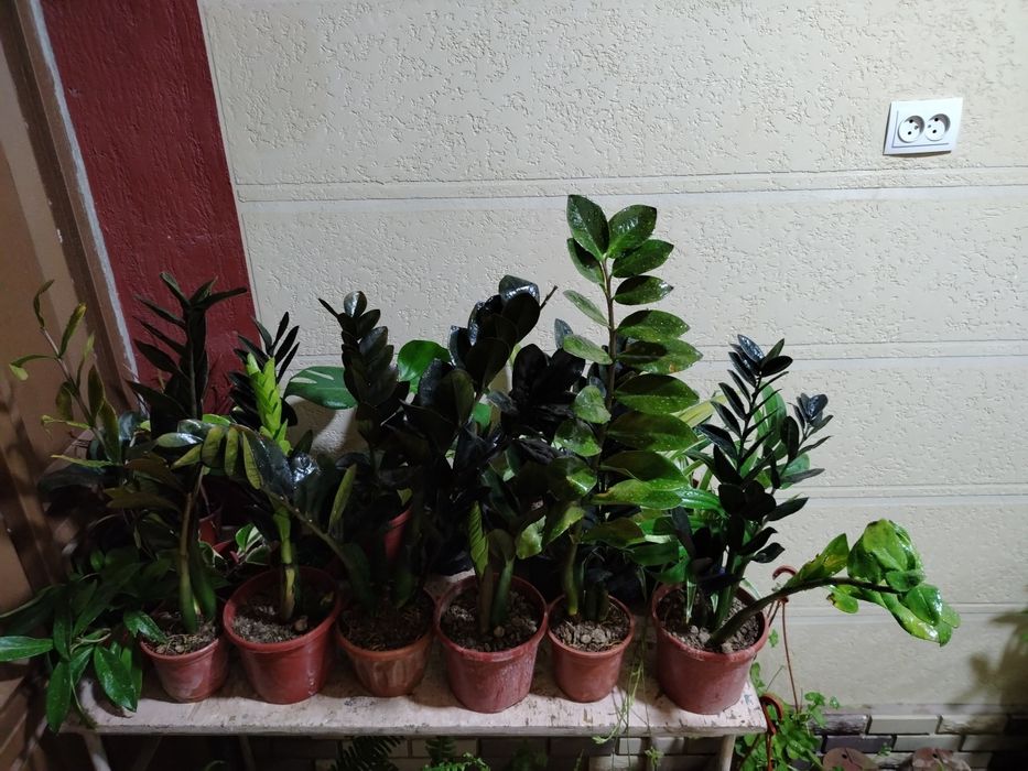 Замиокулькас, комнатные растения, цветы, гуллар